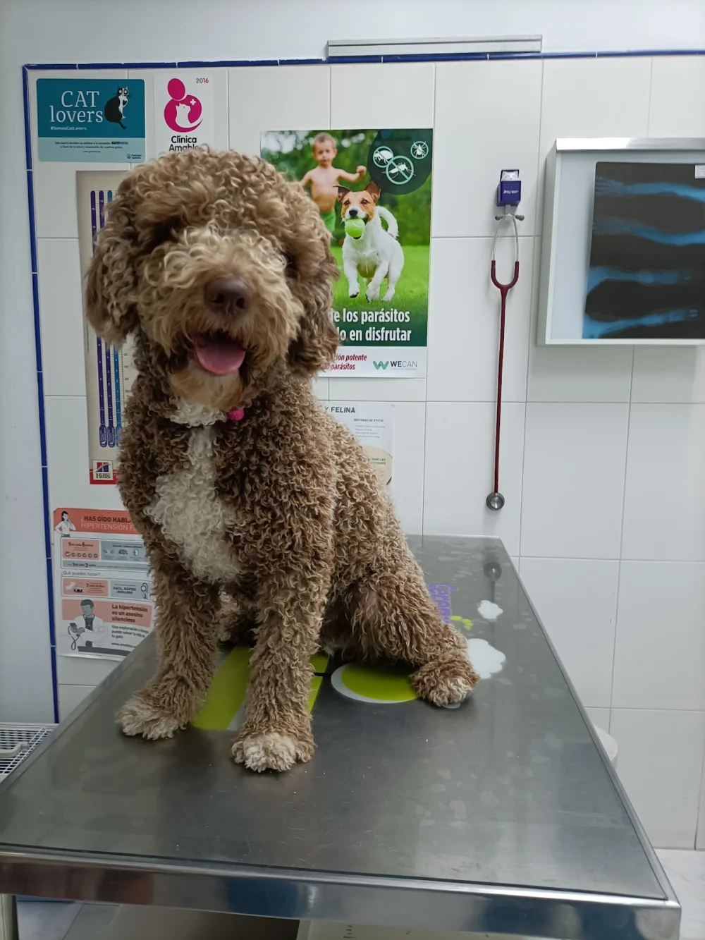 CLINICA VETERINARIA DIRUS - 2