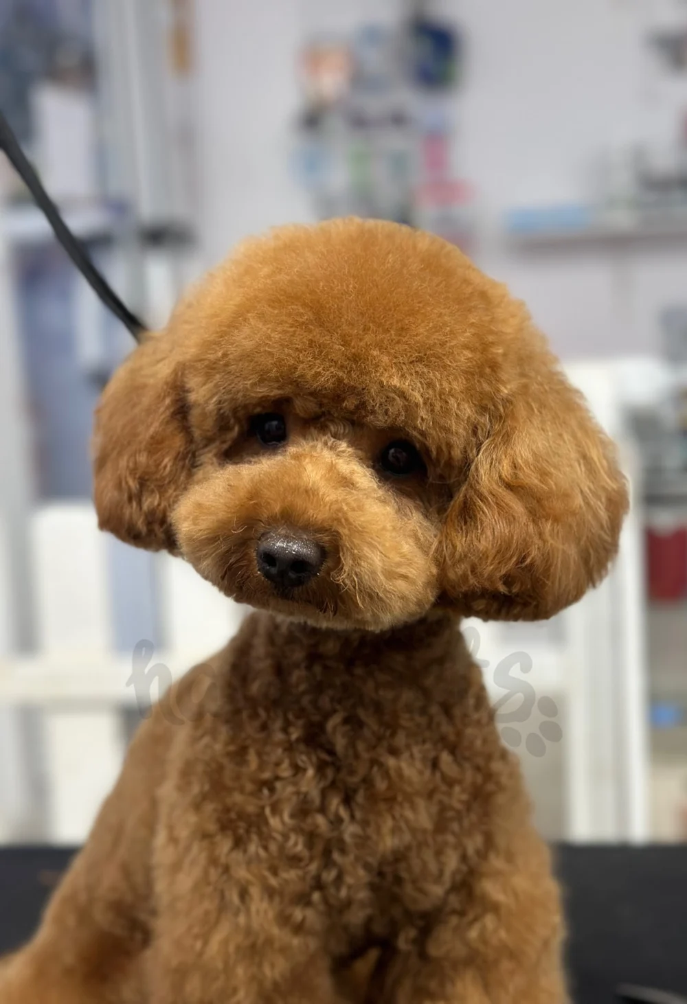 Happy Pets peluquería y estética canina - 5