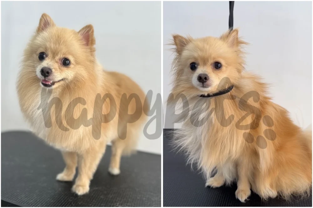 Happy Pets peluquería y estética canina - 6