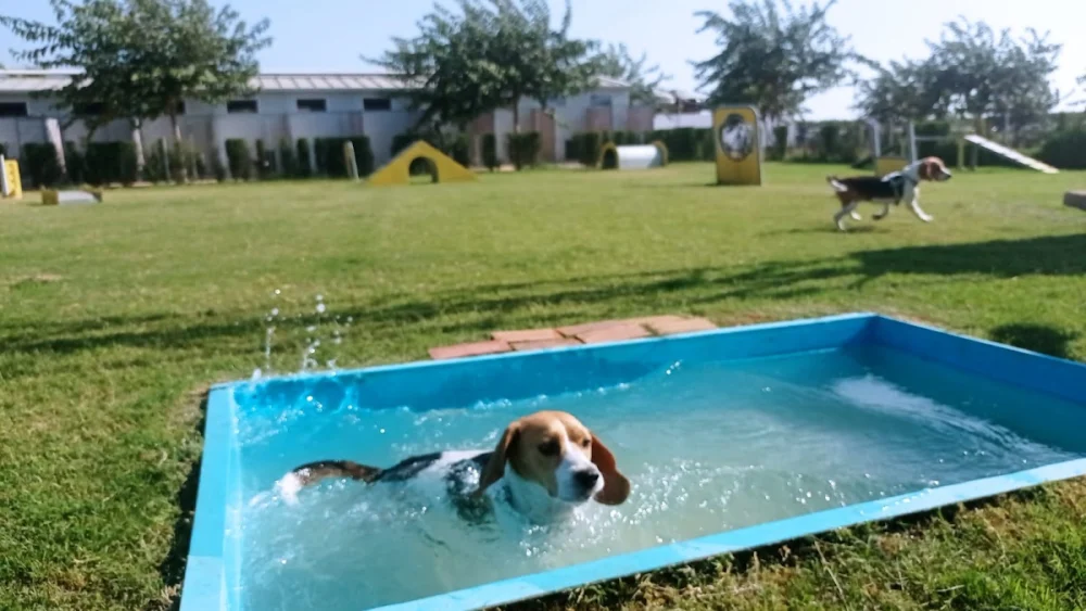 Residencia Canina Mascotas Nazarenas - 2